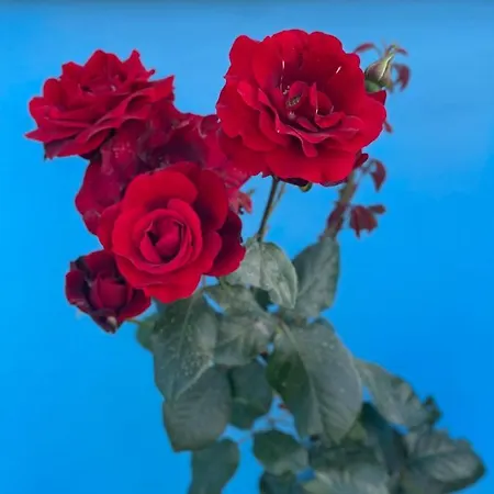 Kred فندق أوريكوم