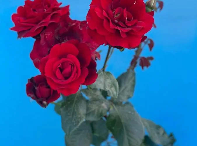 Kred ホテル オリクム